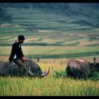 Buffalo in Sapa