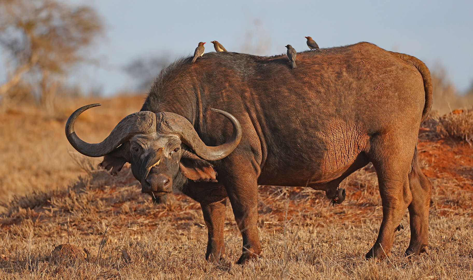 Buffalo in the evening light