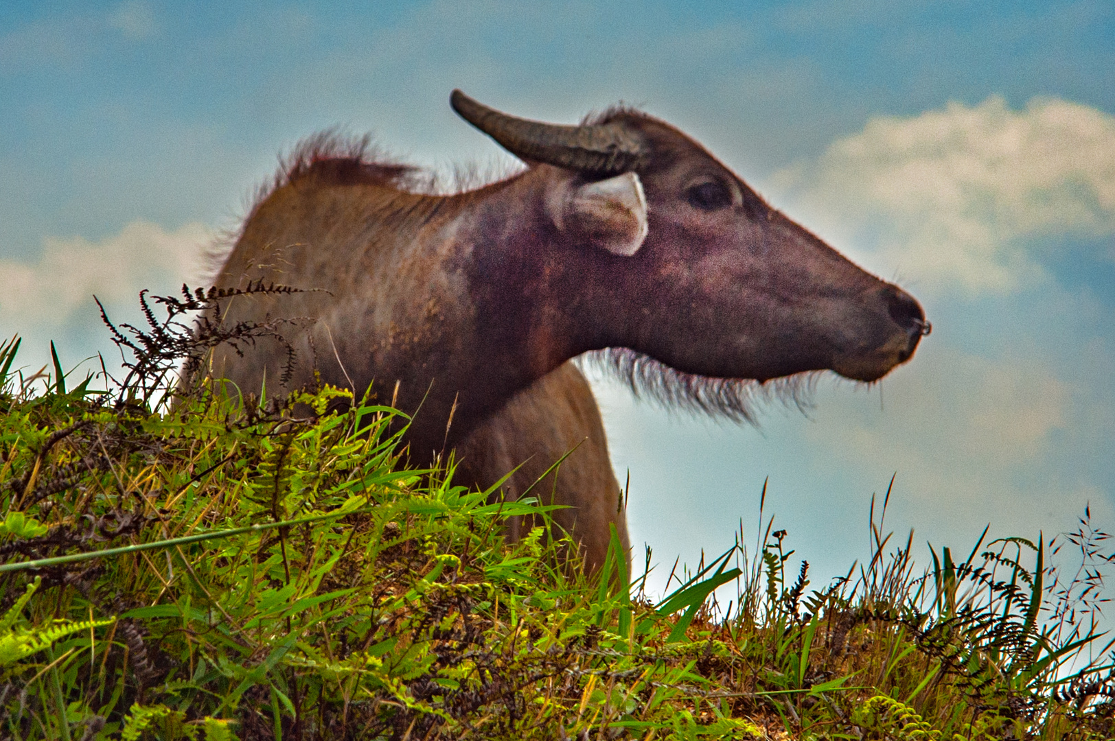 Buffalo looks over the edge