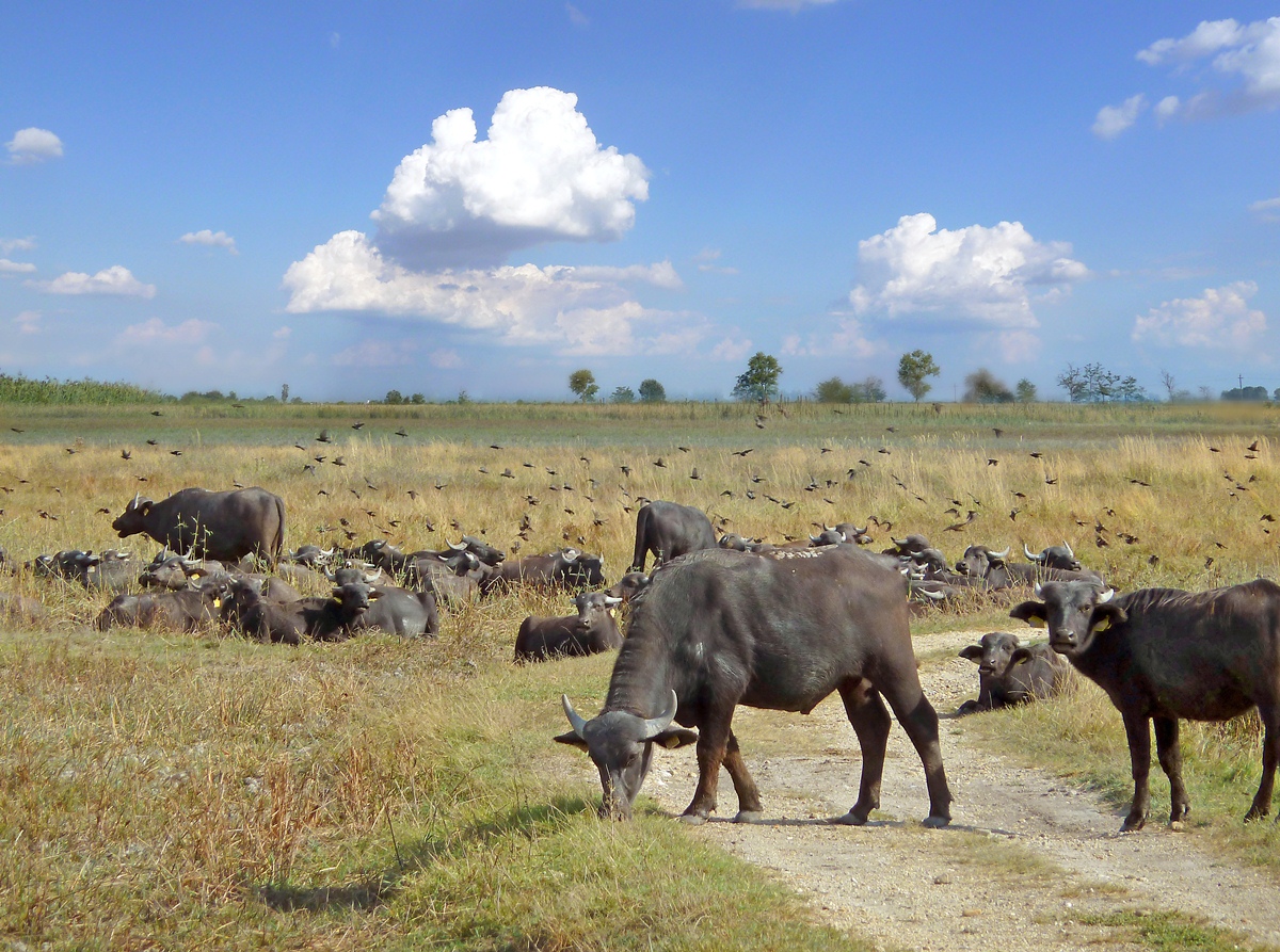 BUFFALO RESERVE