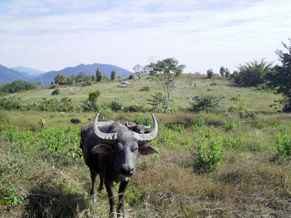 Buffalo Soldier