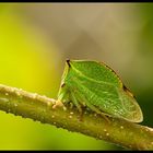 Buffalo treehopper (Stictocephala bisonia)