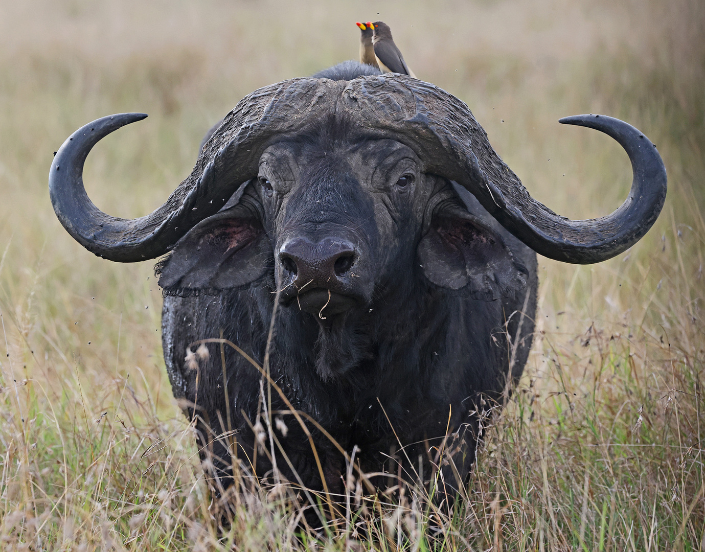 Buffalo with Birds