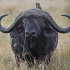 Buffalo with Birds