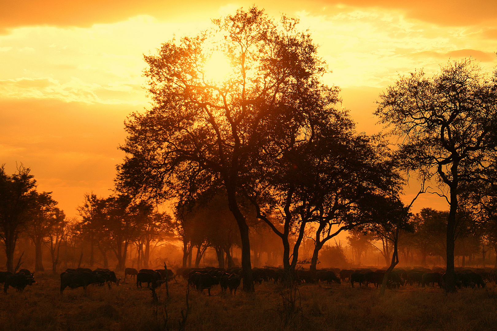 Buffaloes in the Mist