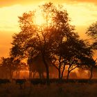 Buffaloes in the Mist