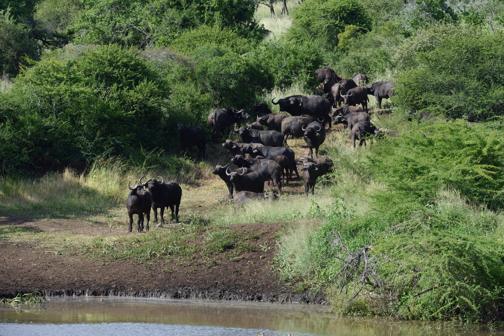 Buffalos