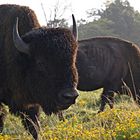 Wildlife