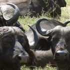 Buffalos