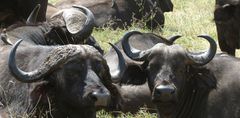 Buffalos