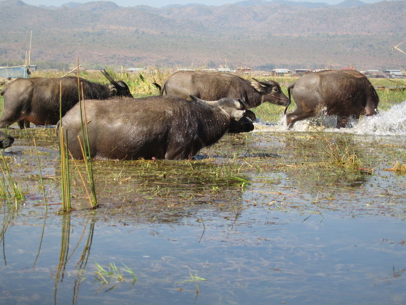 Buffalos in Inle Lake