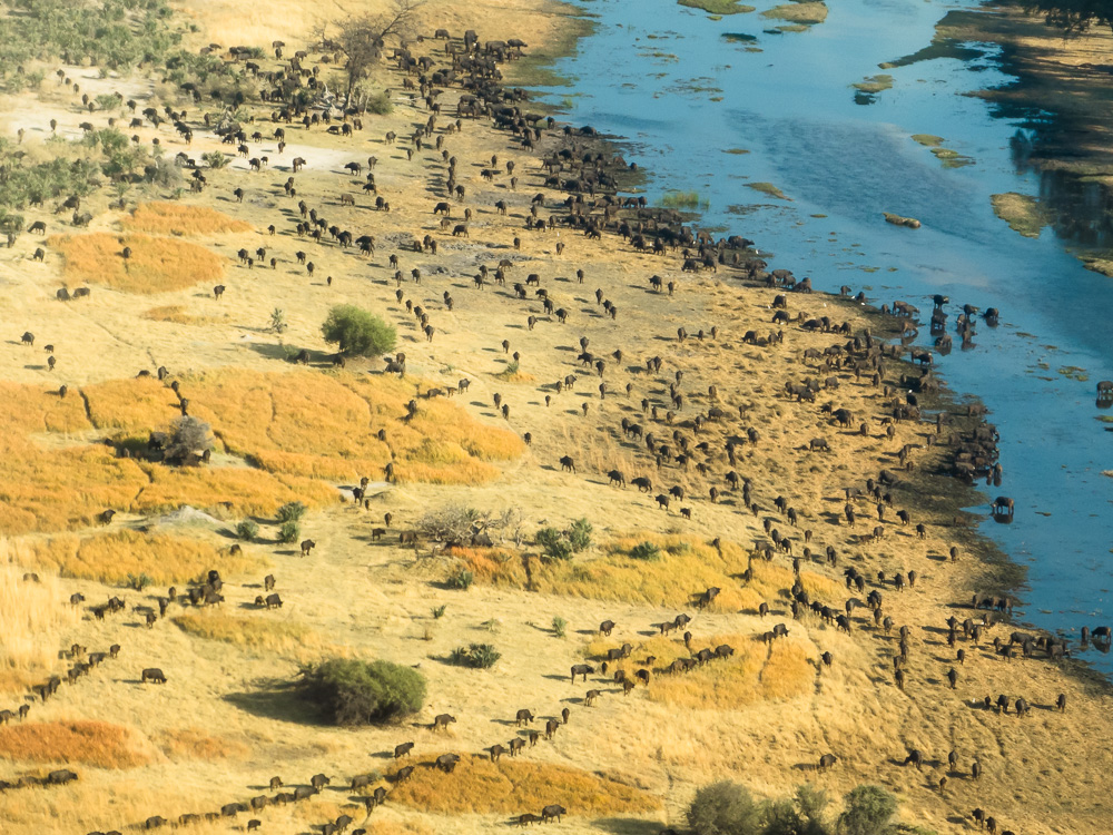 Buffalos in the Okavangodelta