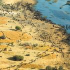 Buffalos in the Okavangodelta