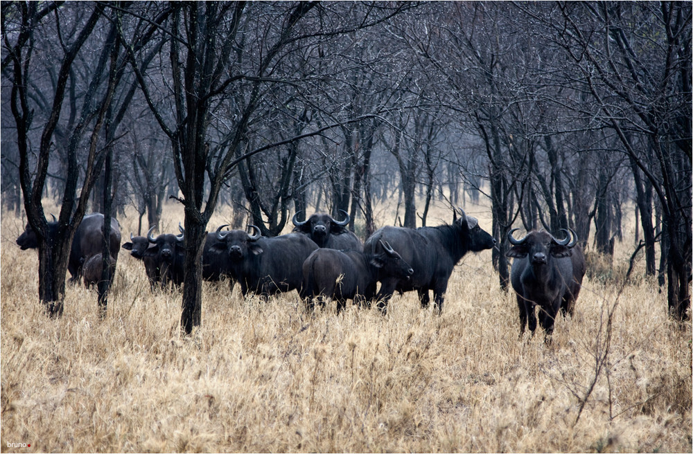 buffalos in the rain ...