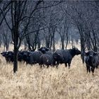 buffalos in the rain ...