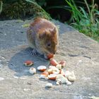 Buffet in der Morgensonne