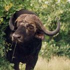 Buffle d'Afrique, Kruger National Park, Afrique du Sud