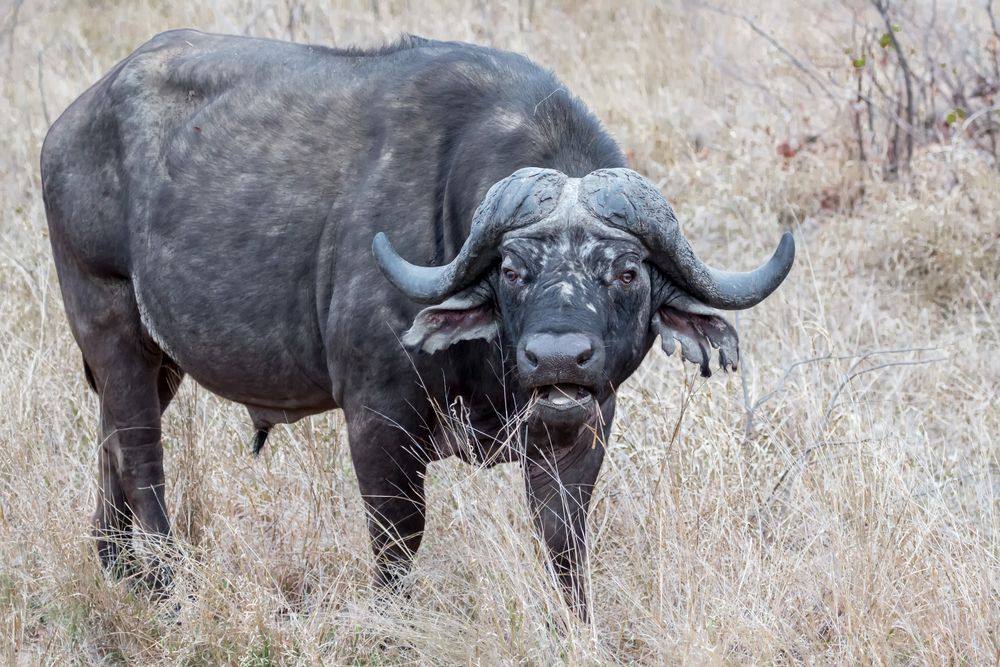 Buffle d'Afrique (Syncerus caffer)