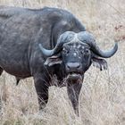 Buffle d'Afrique (Syncerus caffer)