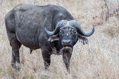 Buffle d'Afrique (Syncerus caffer)