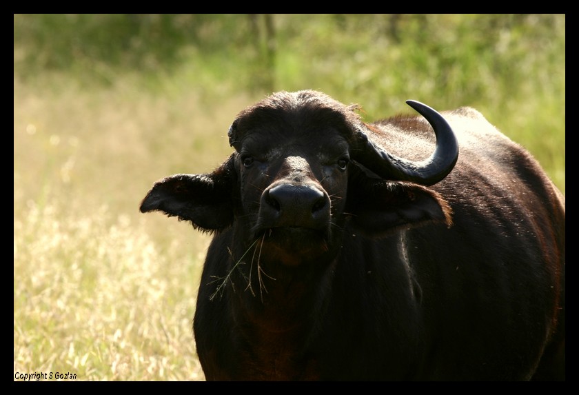 Buffle (Krugger National Park)