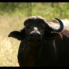 Buffle (Krugger National Park)