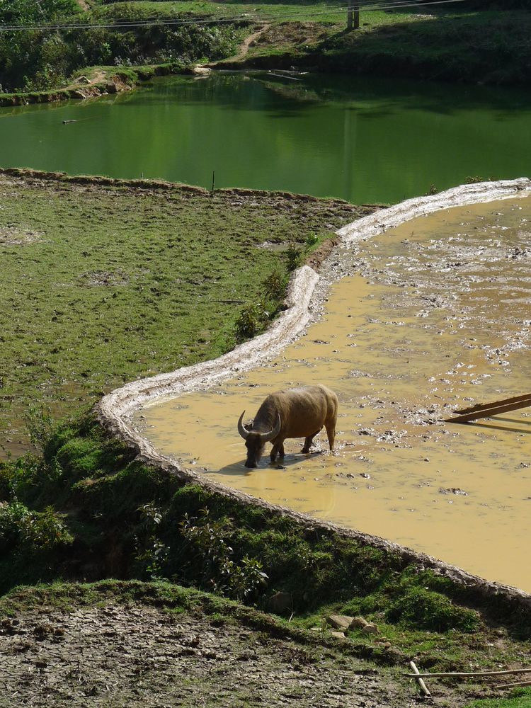 Buffle s'abreuvant dans une rizière quelque part dans les hauts plateaux du Viet Nam