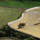 Buffle s'abreuvant dans une rizière quelque part dans les hauts plateaux du Viet Nam