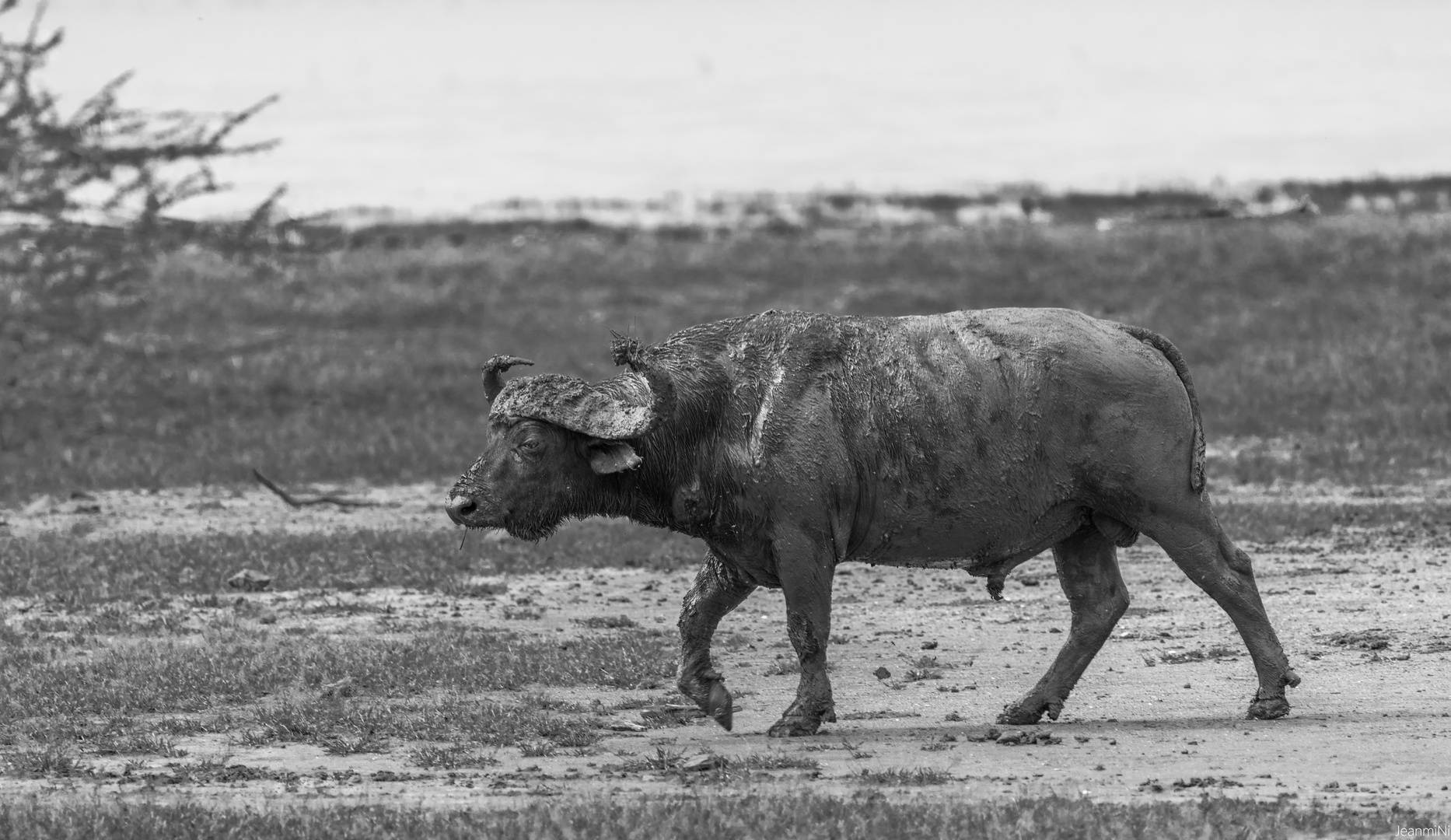 Buffle Tanzanie