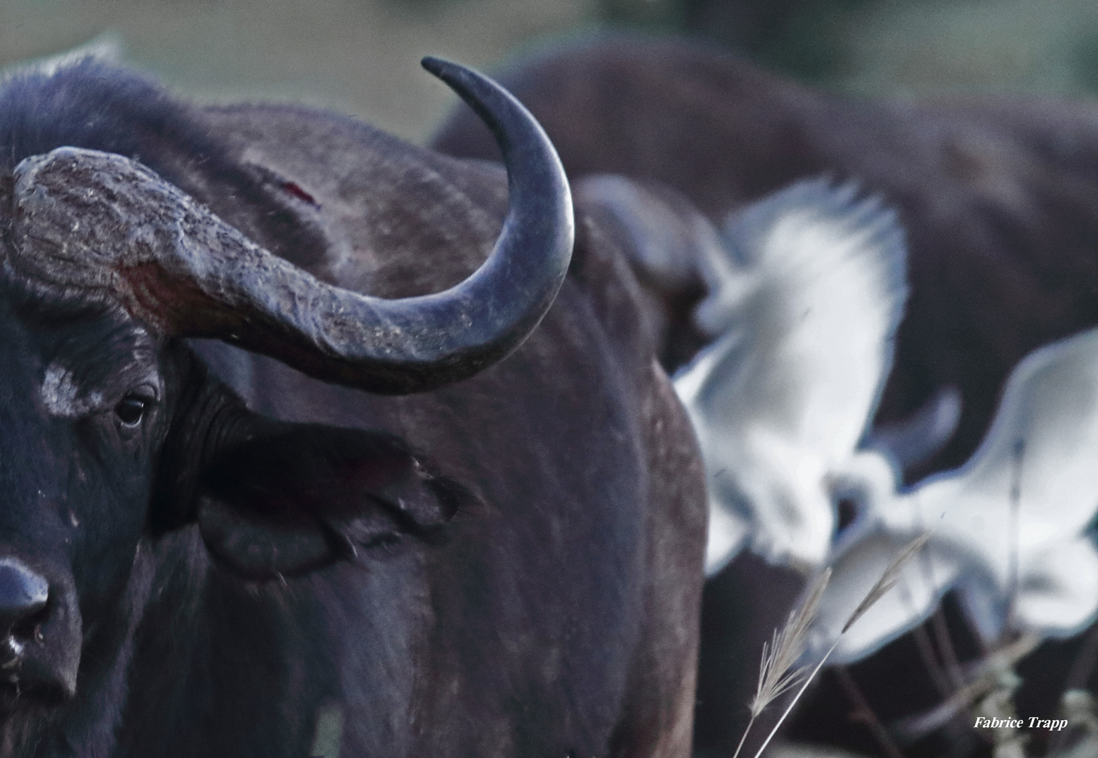 Buffle...souvenir d'Afrique.