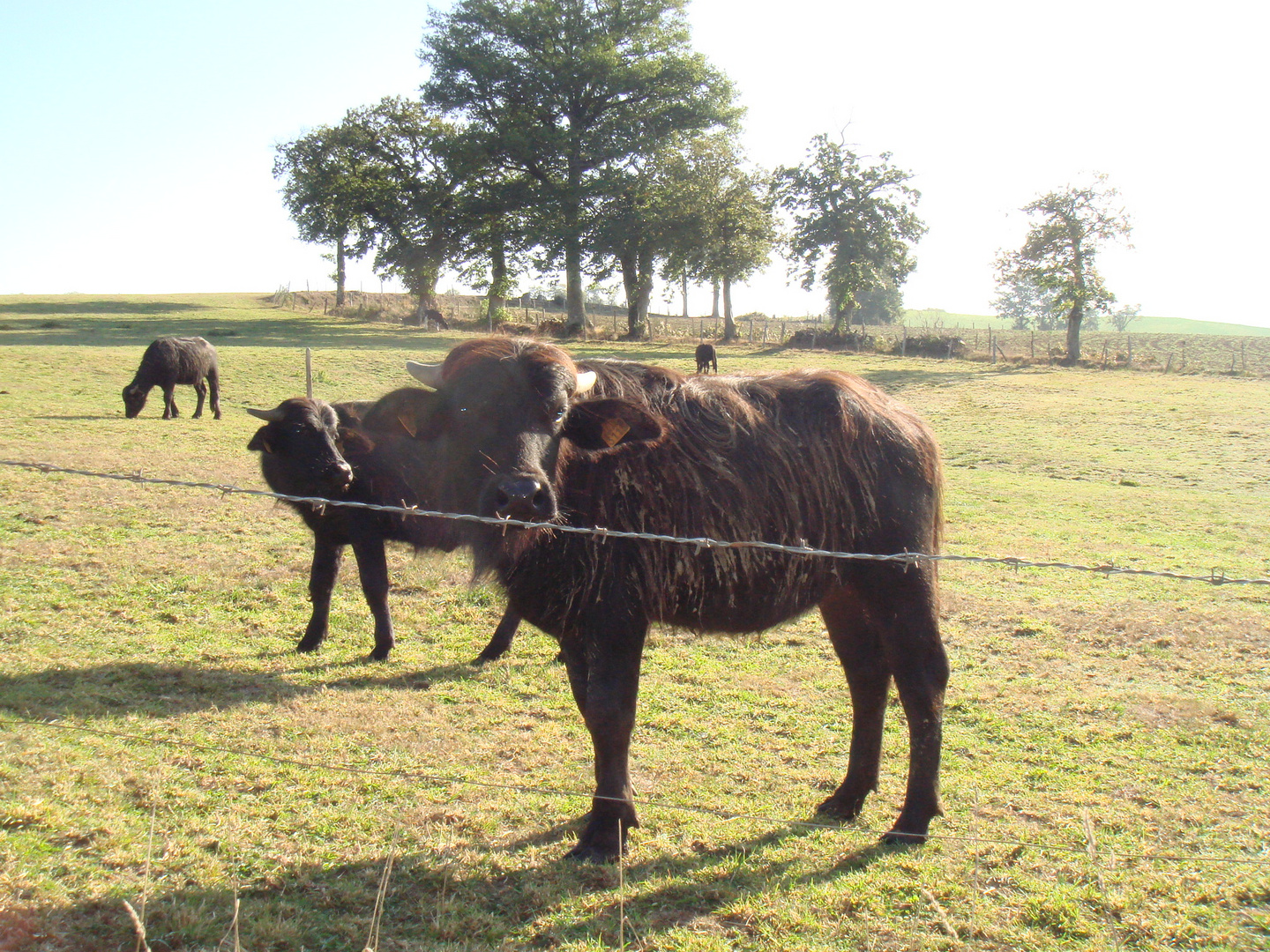 bufflonnes dans le cantal