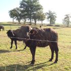 bufflonnes dans le cantal