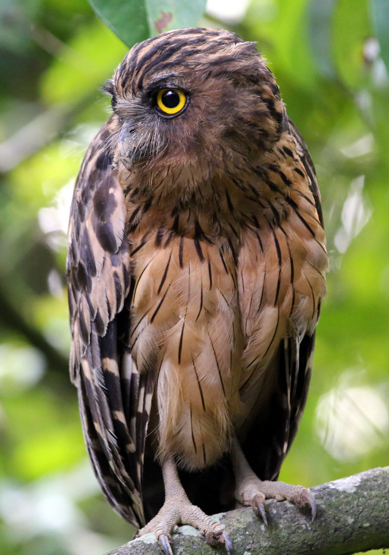 Buffy Fish Owl