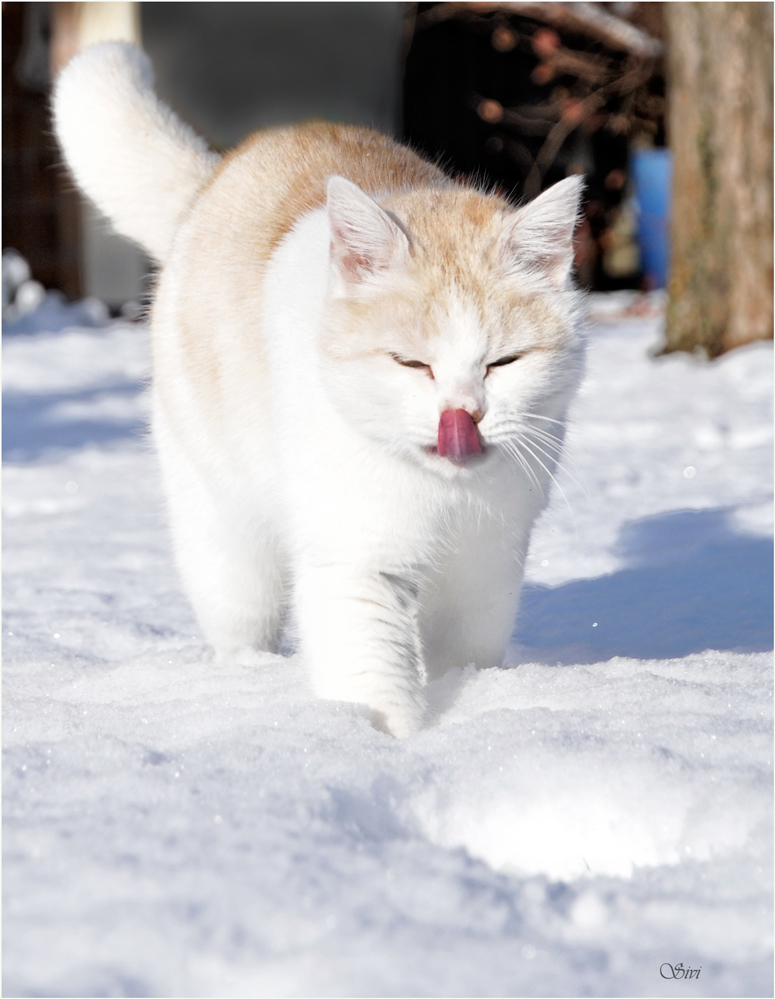 Buffy freut sich auch über den Schnee