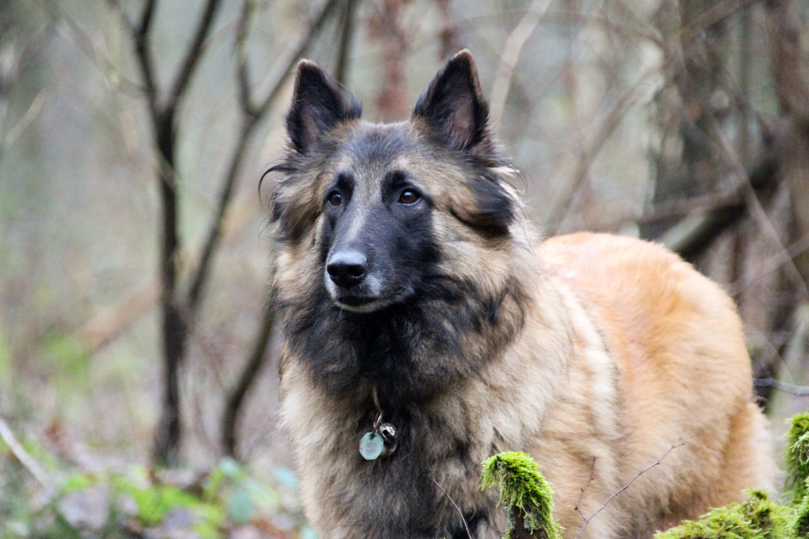 Buffy im Nebelwald