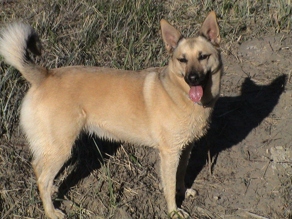 Buffy mit Schatten