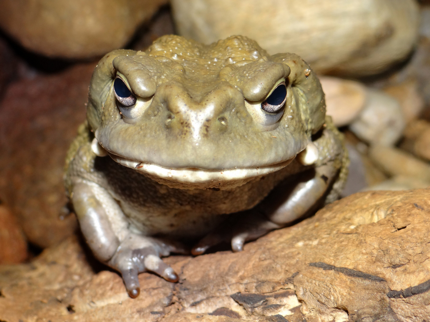 Bufo alvarius Foto & Bild tiere, zoo, wildpark & falknerei, amphibien & reptilien Bilder auf