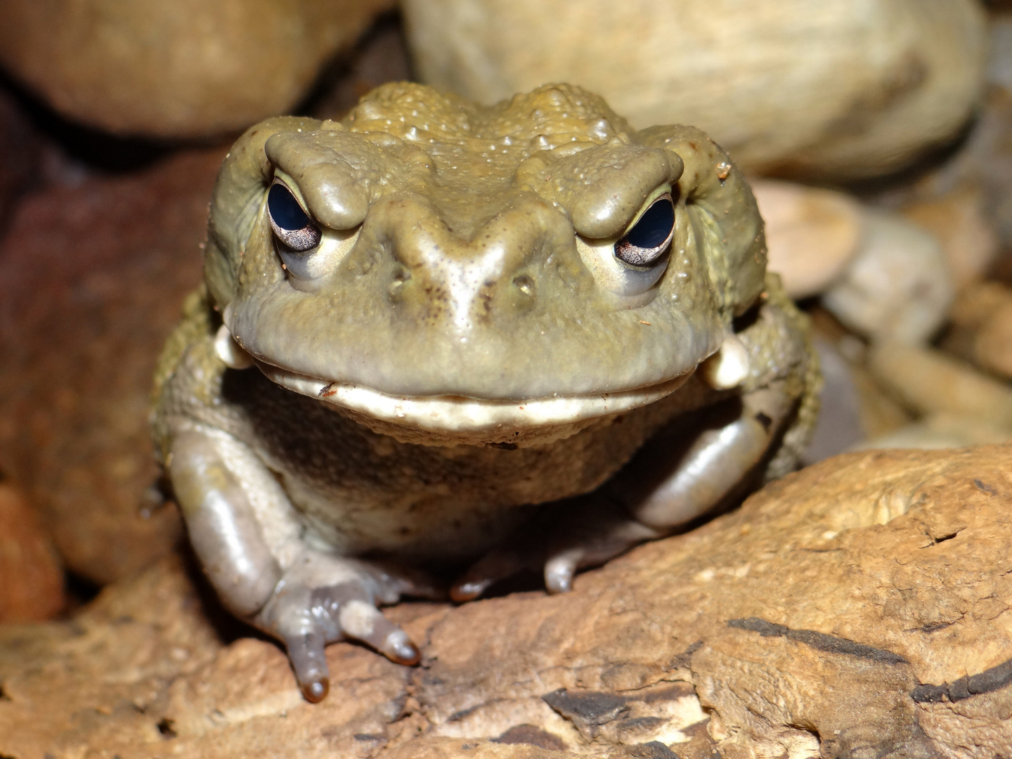 Bufo alvarius