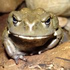 Bufo alvarius