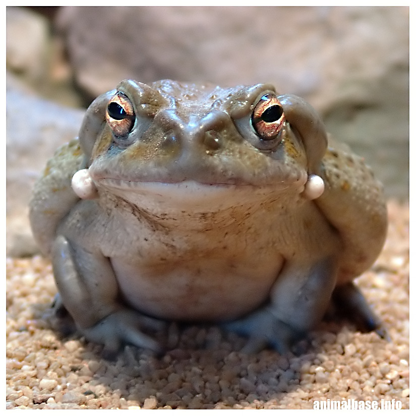 Bufo alvarius - Coloradokröte