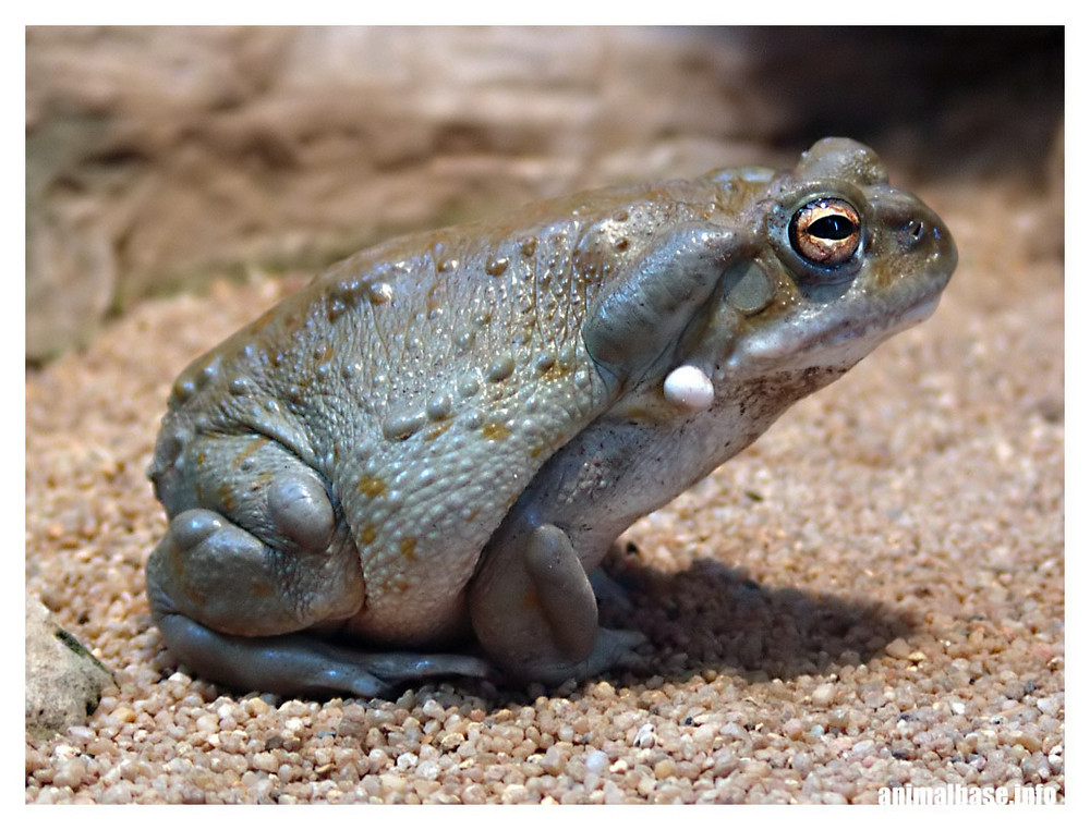 Bufo alvarius - Coloradokröte ll