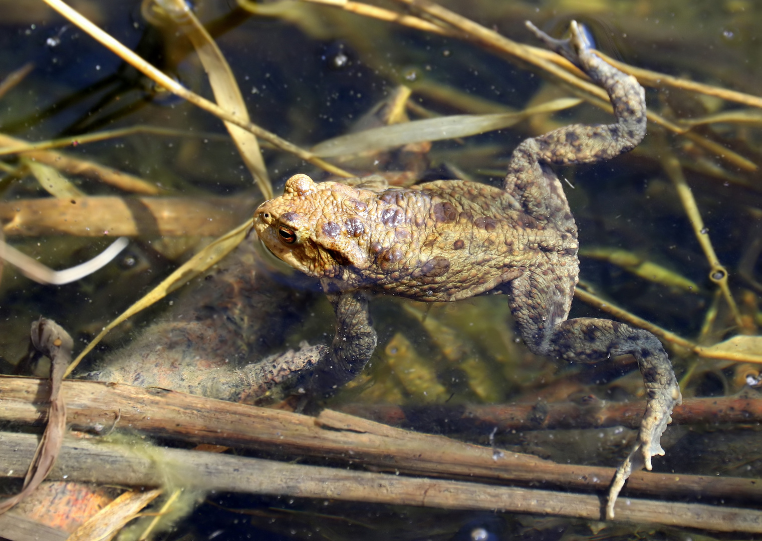 Bufo bufo