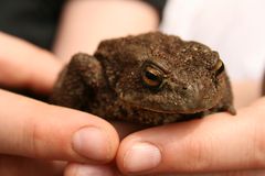 bufo bufo