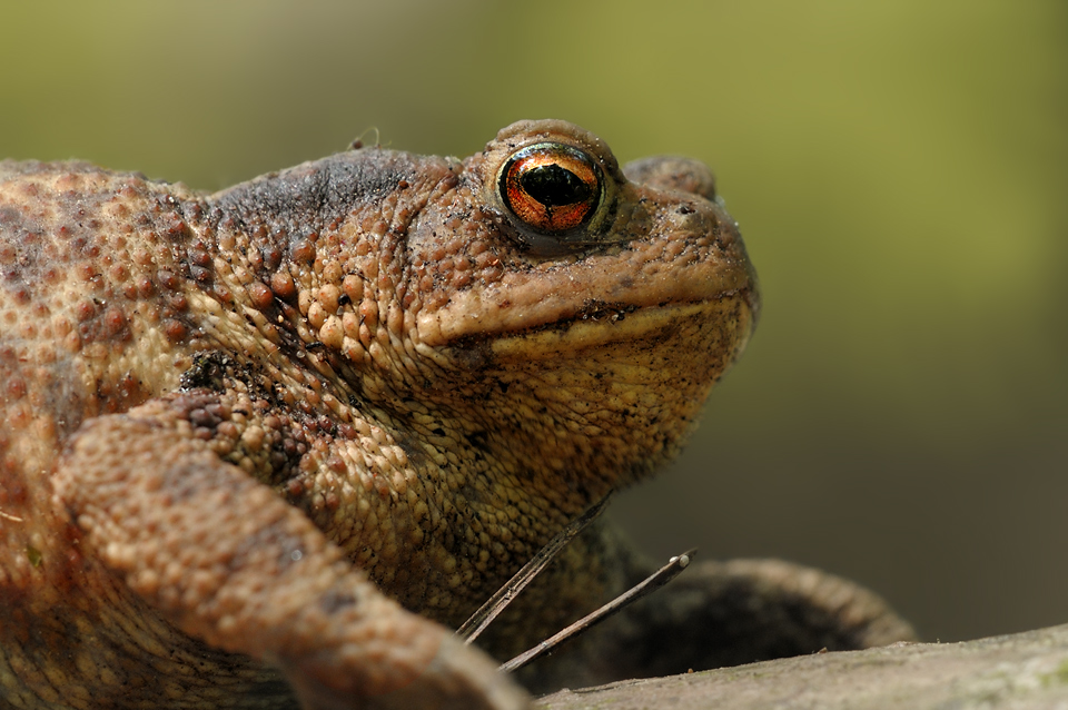 Bufo bufo... Foto & Bild tiere, wildlife, amphibien & reptilien