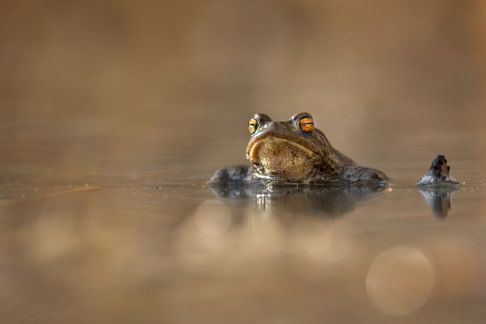 Bufo bufo Foto & Bild tiere, wildlife, amphibien & reptilien Bilder