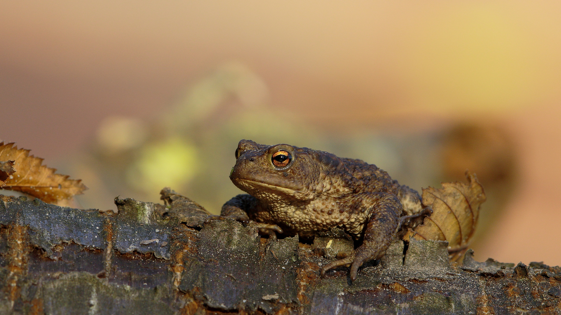 Bufo bufo - Die Erdkröte