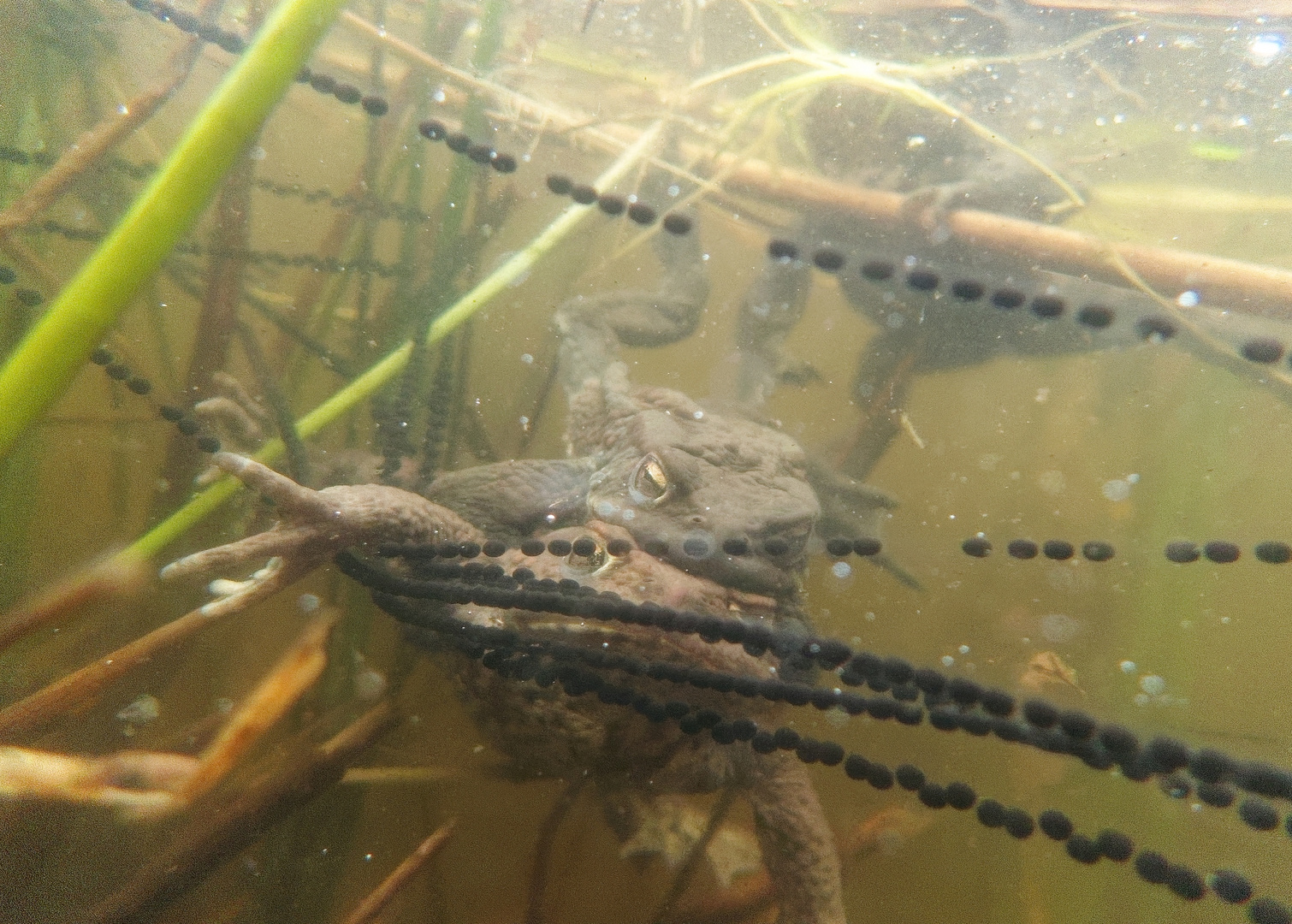 Bufo bufo - die Erdkröte in voller Aktion