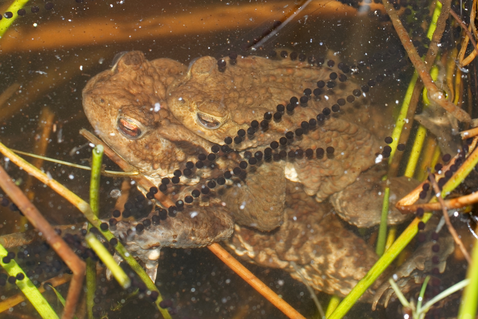 Bufo bufo - die Erdkröte in voller Aktion