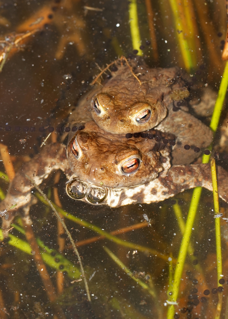 Bufo bufo - die Erdkröte in voller Aktion