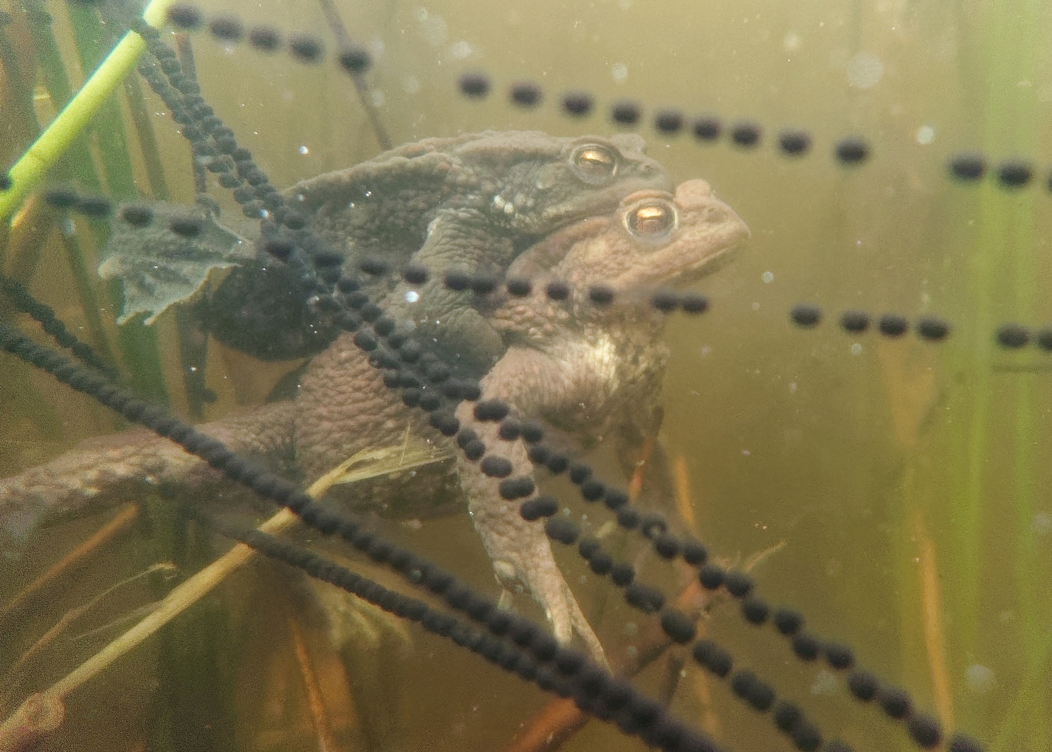 Bufo bufo - die Erdkröte in voller Aktion